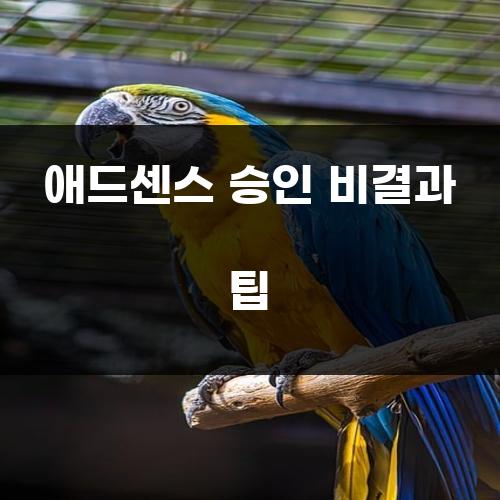 애드센스 승인 비결과 팁