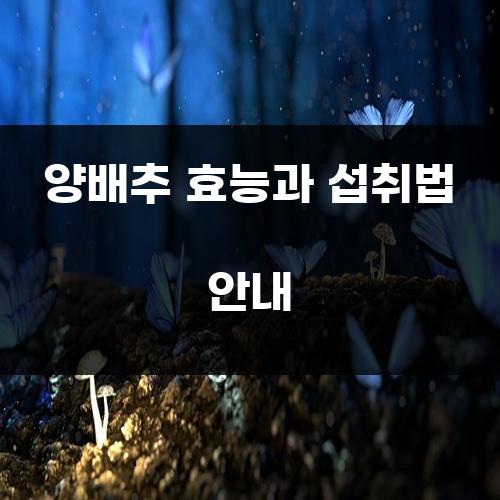 양배추 효능과 섭취법 안내